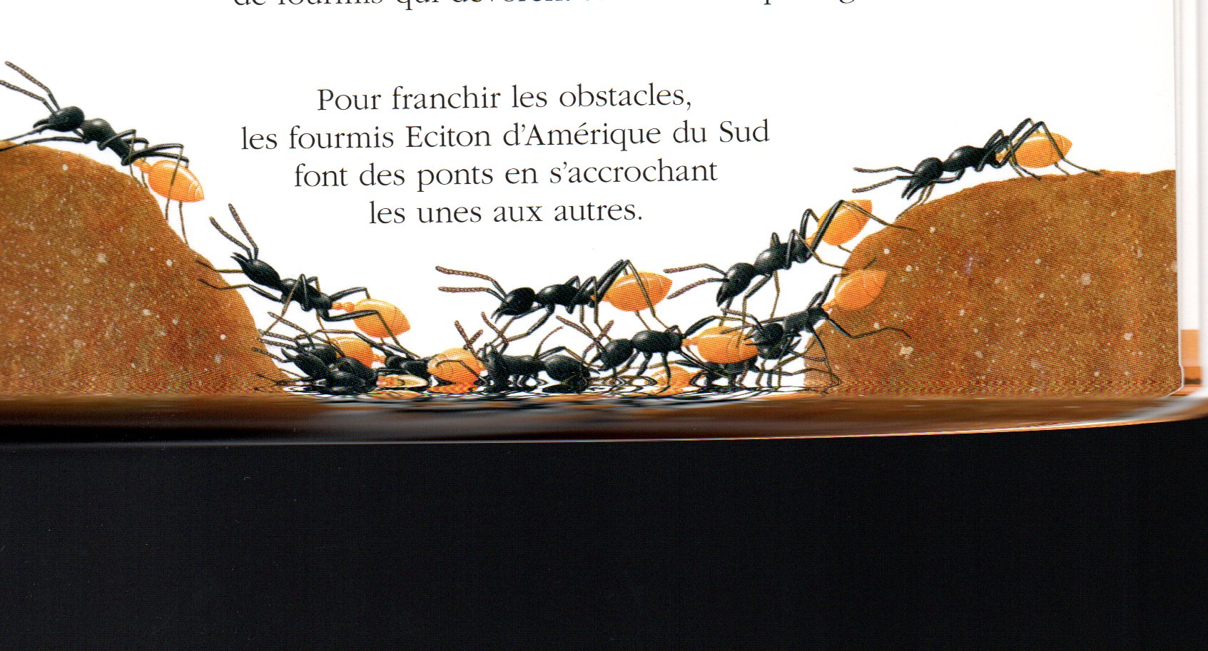 Fourmis magnans, fourmis légionnaires